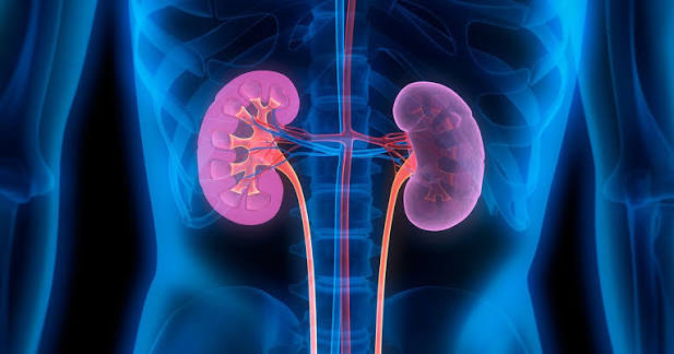 10 Health Facts About Kidneys