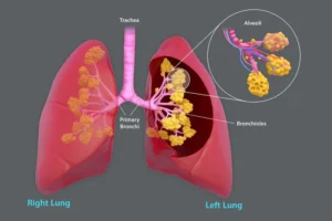 10 Health Facts About Lungs